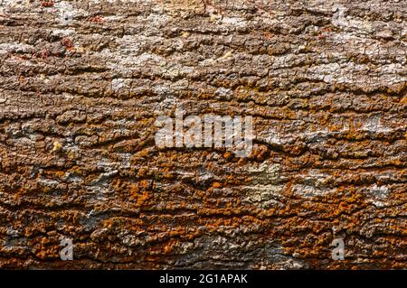 Baumrinde der Acacia Hybridpflanze. Der Acacia Hybrid ist ein mittelgroßer Baum, der in seinem Aussehen dem Acacia Mangium ähnelt. Natürlicher Hintergrund. Stockfoto