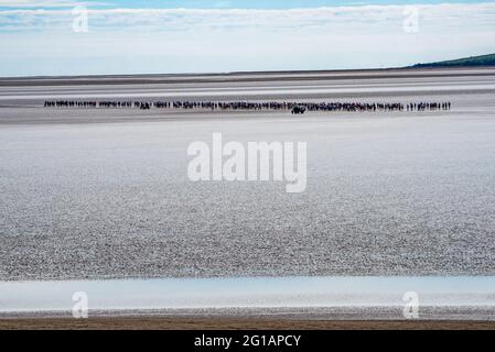 Arnside, Cumbria, Großbritannien. Juni 2021. Bei perfektem Wetter machen sich Wanderer auf einen Spaziergang über den heimtückischen Sand der Morecambe Bay zwischen Arnside und KentÕs Bank auf. Die geführten Wanderungen überqueren den Sand durch die Kanäle des Kent River und sind zwischen 6 und 8 Meilen lang. Quelle: John Eveson/Alamy Live News Stockfoto