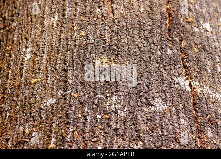 Baumrinde der Acacia Hybridpflanze. Der Acacia Hybrid ist ein mittelgroßer Baum, der in seinem Aussehen dem Acacia Mangium ähnelt. Natürlicher Hintergrund. Stockfoto