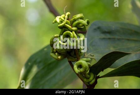 Blüten von Acacia Hybrid. Der Acacia Hybrid ist ein mittelgroßer Baum, der in seinem Aussehen dem Acacia Mangium ähnelt. Stockfoto
