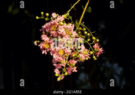 Tabebuia rosea rosa Blume, flacher Fokus, mit dunklem unscharfem Hintergrund Stockfoto