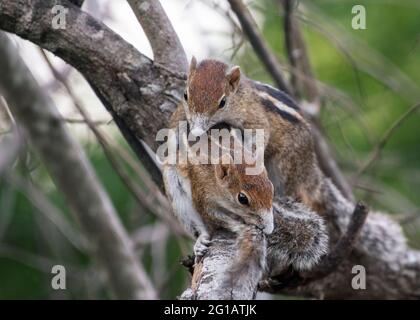 Zwei braune Eichhörnchen verliebt Stockfoto