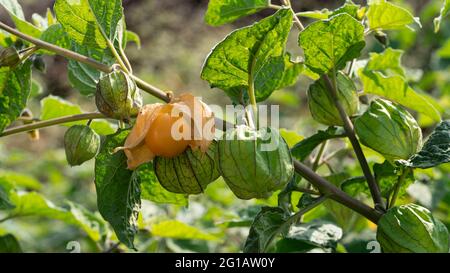 Nahaufnahme zeigt Gruppe von rohen und reifen Cape Gooseberry, Rasbhari, Physalis peruviana Früchte wachsen in landwirtschaftlichen Bauernhof , Stockfoto