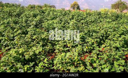 Weitwinkelansicht von Kap Gooseberry, Rasbhari, Physalis peruviana, peruanische Erdkirschpflanzen mit Früchten, die in landwirtschaftlichen Betrieben wachsen, Stockfoto