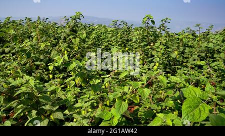 Kap Gooseberry, Rasbhari, Physalis peruviana, peruanische Erdkirsche, Goldbeere, Früchte wachsen auf grünen Pflanzen in landwirtschaftlichen Betrieben Stockfoto