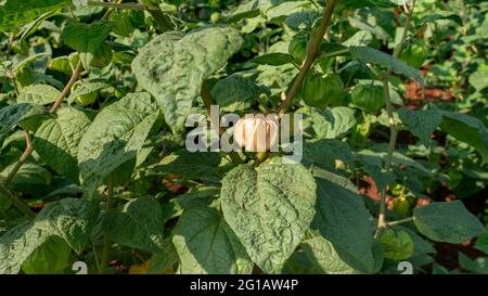 Nahaufnahme von reifen Kap-Stachelbeere, Rasbhari, Physalis peruviana, peruanische Erdkirsche, Goldenbeere, Obstbau in landwirtschaftlicher Farm, Stockfoto