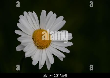 Ochsenblumen (Leucanthemum vulgare) oder Marguerit Stockfoto