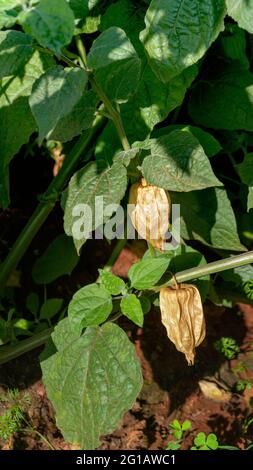 Nahaufnahme zeigt zwei reife Cape Gooseberry, Rasbhari, Physalis peruviana , Früchte wachsen auf grünen Pflanzen in landwirtschaftlichen Betrieben , Stockfoto