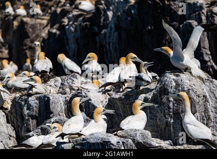 Bass Rock, Firth of Forth, Schottland, Großbritannien, 6. Juni 2021. Seevögelleben in der Brutzeit: Mindestens 150,000 Nordtölpel (Morus bassanus) auf den Klippen der felsigen Insel, ein vulkanischer Überrest, während der Brutzeit Stockfoto