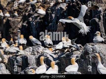 Bass Rock, Firth of Forth, Schottland, Großbritannien, 6. Juni 2021. Seevögelleben in der Brutzeit: Mindestens 150,000 Nordtölpel (Morus bassanus) auf den Klippen der felsigen Insel, ein vulkanischer Überrest, während der Brutzeit Stockfoto