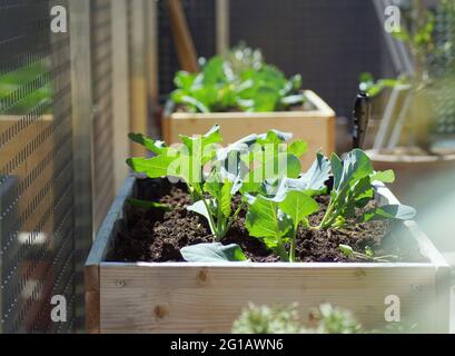 Frisches grünes Gemüse, das in erhöhten Beeten auf einem Balkongarten wächst Stockfoto