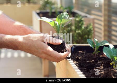 Hände Pflanzen Junggemüse wie Kohl und Blumenkohl in einem erhöhten Beet auf einem Balkon Stockfoto