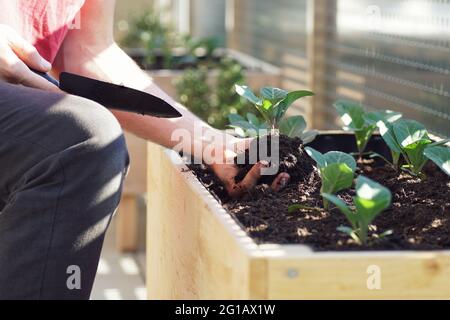 Nahaufnahme von Händen mit einer Gartenschaufel und einem Gemüsesetzling (Kohl) Stockfoto