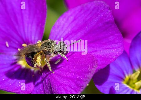 Britische Tierwelt: Lasioglossum-Arten, möglicherweise Lasioglossum leucosonium (Weißzonige Furche-Biene.) Kleine Schweißbiene sammelt Nektar aus einer Aubretia-Blüte. Stockfoto