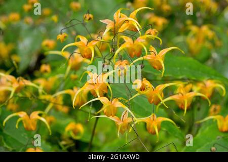 Immergrüne Barrenwort Epimedium 'Amber Queen' Blume Nahaufnahme Epimedium Orange Blumen Stockfoto