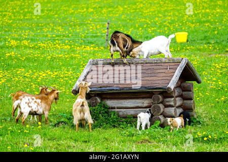 Ziegen Familie in der blühenden Weide kämpfen um einen Platz Auf dem Dach einer kleinen Hütte Stockfoto