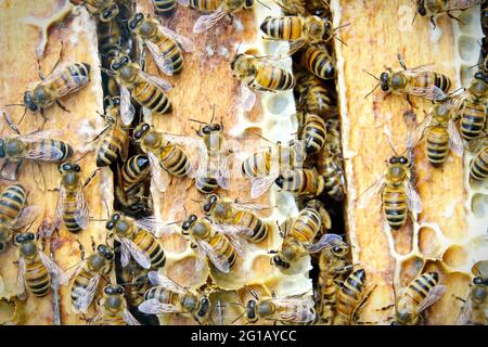 Nahaufnahme von den Arbeitsbienen auf die Wabe mit süßem Honig. Honig ist die Bienenzucht gesunde Produkte. Bienenhonig in den schönen gelben gesammelt Stockfoto