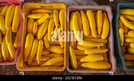 Nahaufnahme der frisch geernteten und gesammelten gelben Zucchini, Zucchini, Gemüse in Kunststoffkisten für den Transport zum Markt . Stockfoto