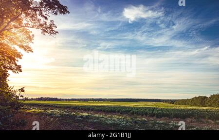 Wunderschönes Stillleben am frühen Morgen. Stimmungsvoller Sonnenaufgang im Sommer in schrillen Farben auf einem einsamen, verlassenen Feld. Stockfoto