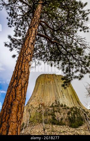 Blick auf Devils Tower und Ponderosa Pine vom Tower Trail, der um den Gipfel führt, Devils Tower National Monument, Wyoming, USA Stockfoto
