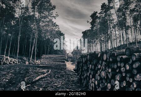 Eine geheimnisvolle, düstere Serpentine inmitten des Waldes im wunderschönen Lubkowo in Polen - Eine unvergessliche Nacht - Holzhaufen - Serpetine Slenderman. Stockfoto