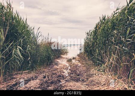 Dichter Schlamm am Wasserloch in der Nähe der Küste mit einer Gasse dient als Zugang zum See mit einer Waldspur und einer Anlegestelle - Angeln im Hochsommer. Stockfoto