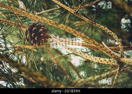 Kiefernzapfen, die an einem warmen Sommertag im Baum hängen- Schottische Kiefer - Schottische Kiefer - Rote Kiefer - Weiße Kiefer - Forche. Stockfoto
