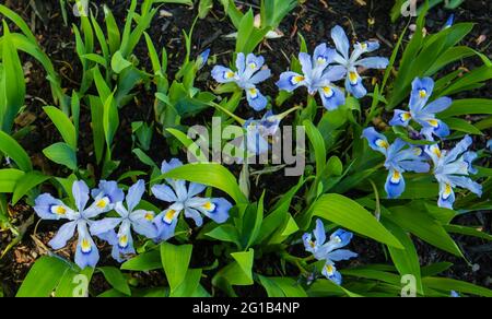 Zwerg-Crested-Iris, eine lavendelblaue Blume mit gelbem Kamm auf den Blütenblättern Stockfoto