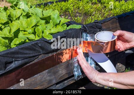 Nahaufnahme von weiblichen Pflanzen, die in einem Kessel mit Kupferschnecken vor Schnecken schützen. Schweden. Stockfoto