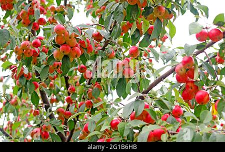 Ornamental Crab Apple Tree voller lebhafter roter reifer Früchte Stockfoto