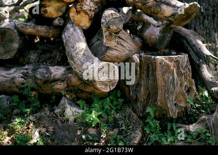 Auf dem Rasen liegen gefällte Stumps. Nahaufnahme Stockfoto