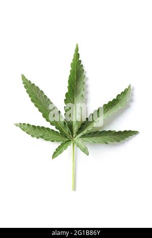 Cannabisblatt Nahaufnahme isoliert auf Weiß Stockfoto