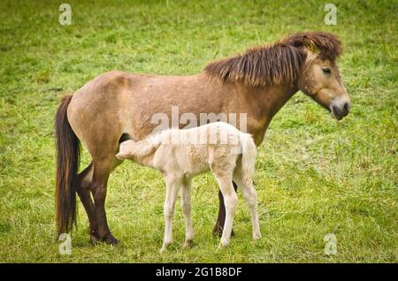 Eine hellbraune Stute und ihr neugeborenes weißes Fohlen pflegen sich liebevoll und fürsorglich zusammen Stockfoto