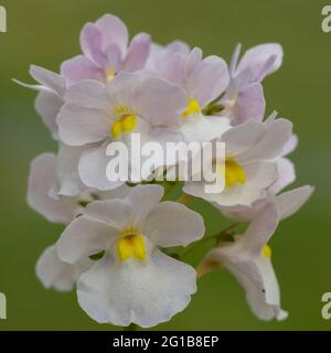 Nahaufnahme der wisley-Vanille-Nemesia-Blüten Stockfoto