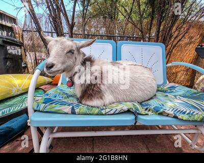 Ziege im Hinterhof und genießen die Couch, Patagonia, Arizona, USA Stockfoto