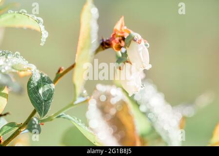 Die Blume Der Heidelbeere. Wunderschöne Karte. Weiße Glocken am Busch. Tau tropft. Stockfoto