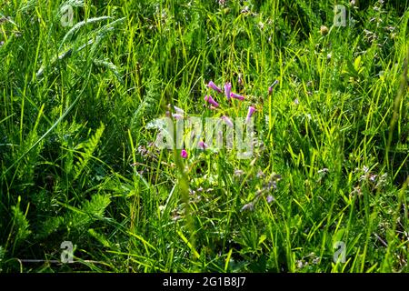 Rosa-Sauerampfer, Oxalis articulata, wild wachsend. Im Schatten Rollen sich die Blüten zu einer röhrenartigen Form Stockfoto