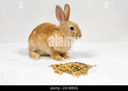 Rotschopf-Ingwerkaninchen sitzt neben dem Essen auf weißem Hintergrund. Platz für eine Inschrift. Stockfoto