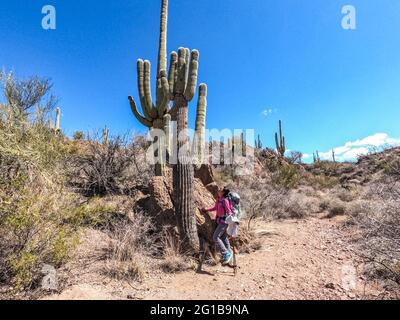 Wandern durch das saguaro-Land auf dem Arizona Trail, Saguaro National Park, Arizona, USA Stockfoto