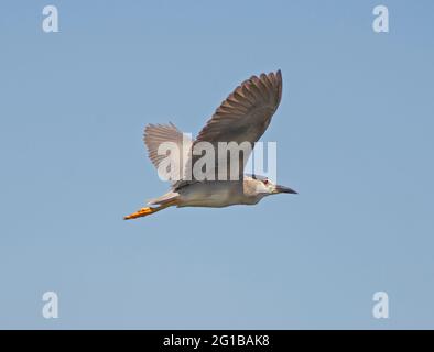 Schwarz-gekrönter Nachtreiher nycticorax nycticorax im Flug gegen den blauen Himmel Hintergrund mit Minarett-Turm Stockfoto