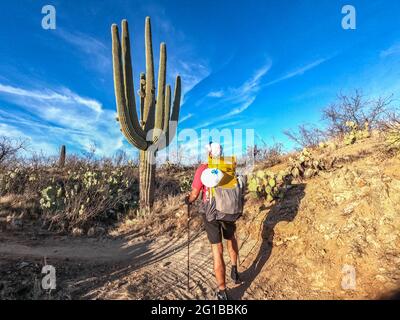 Wandern durch das saguaro-Land auf dem Arizona Trail, Saguaro National Park, Arizona, USA Stockfoto