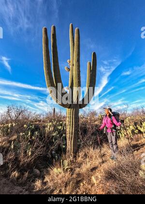 Wandern durch das saguaro-Land auf dem Arizona Trail, Saguaro National Park, Arizona, USA Stockfoto