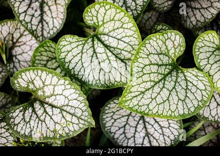 Herzförmige Blätter von Brunnera macrophylla oder Siberian Bugloss - Asheville, North Carolina, USA Stockfoto