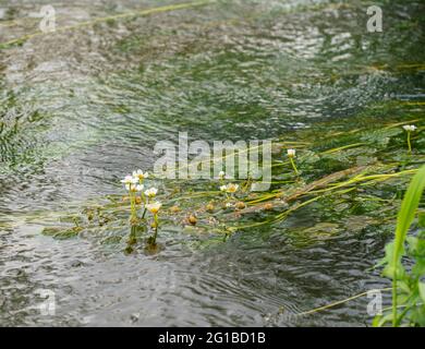 Gänseblümchen, die auf einem Schilfbett im Weltkulturerbe Avon in Wiltshire wachsen Stockfoto