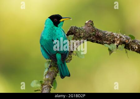 Grüner Honigkräher - Chlorophanes spiza, kleiner grüner Vogel mit schwarzem Kopf in der Tanagerfamilie, gefunden in der tropischen Neuen Welt aus Südmexiko Sout Stockfoto