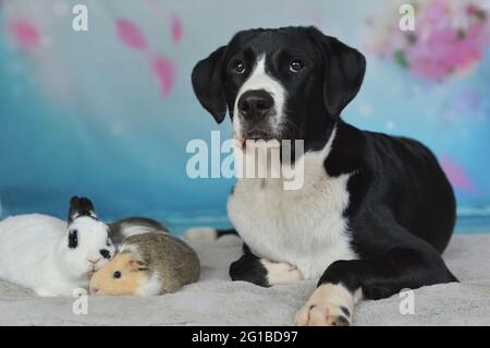 Hund, Kaninchen und Meerschweinchen liegen zusammen auf einer Decke Stockfoto