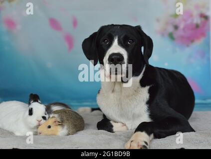 Hund, Kaninchen und Meerschweinchen liegen zusammen auf einer Decke Stockfoto