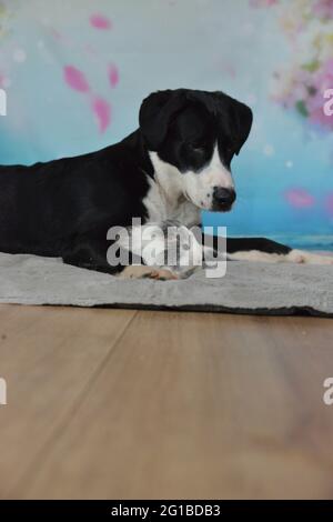 Hund, Kaninchen und Meerschweinchen liegen zusammen auf einer Decke Stockfoto