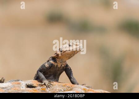 Wüstenstacheleidechse. Wildtiere. Nahaufnahme der Agama Lizard. Die wilde Natur Stockfoto