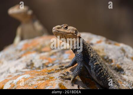 Wüstenstacheleidechse. Wildtiere. Nahaufnahme der Agama Lizard. Die wilde Natur Stockfoto